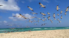 A flock of seagulls leaving the beach being liberated from where they were standing