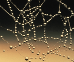Water drops on a web