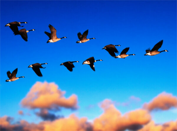 geese