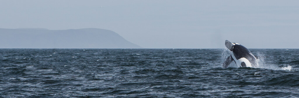 an orca jumping out of the water