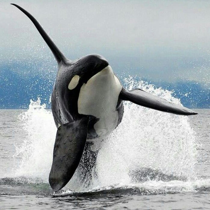 Orca jumping out of water