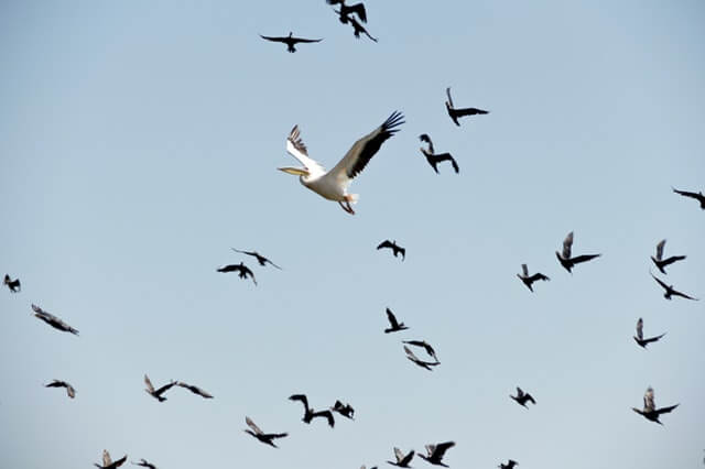 Birds in flight