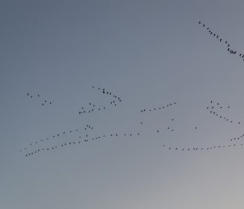 flock of birds