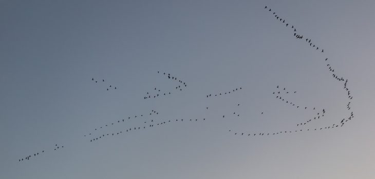 flock of birds