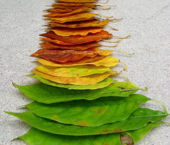 Leaves changing color